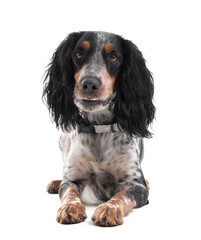 Cute cocker spaniel sitting on white background