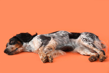 Cute cocker spaniel lying on orange background