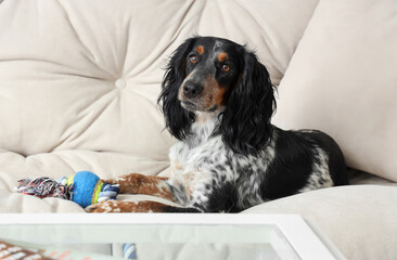 Cute cocker spaniel with pet toy lying on sofa in living room