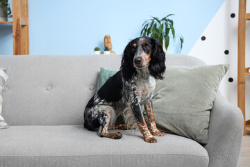 Cute cocker spaniel sitting on sofa in living room