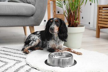 Cute cocker spaniel with bowl of water lying in living room