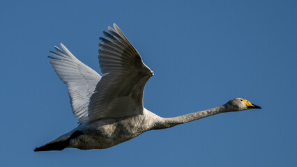 a whooper swan  in flight