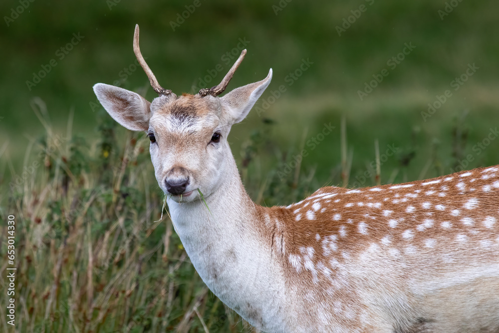 Poster a half portrait of a fallow young deer pickett. it is staring forward looking at the camera and has 