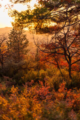 Fototapeta premium Paysage d'automne