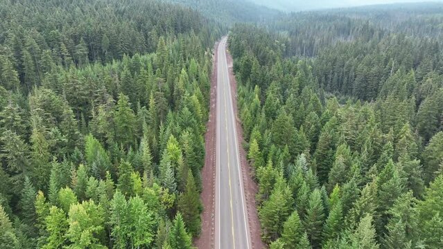 A lonely road leads through a seemingly endless forest in the Pacific Northwest.