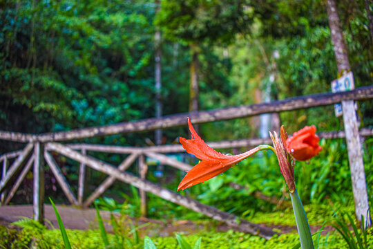 flower in the garden ,Tirol waterfall, San Ramon, Chanchamayo, Junin, Peru