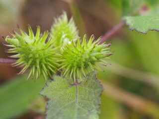 雑草　オナモミ　トゲのある実