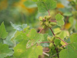 雑草　オナモミ　トゲのある実