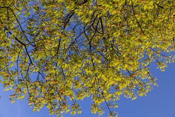 oak foliage and flowers in the spring season