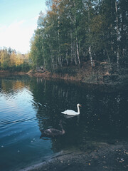 swan on the lake