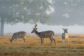 Naklejka na ściany i meble Fallow deer grazing on misty morning