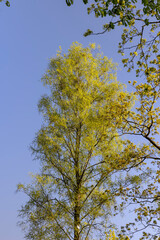 birches with new foliage in the spring season