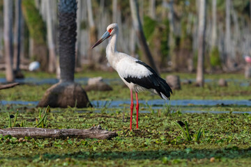 Maguari Stork, La Estrella marsh, Nature Reserve, Formosa Province, Argentina.