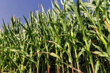 Fototapeta premium a field with a harvest of unripe green corn