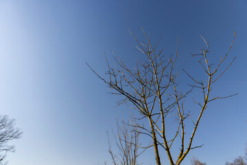 holly maple branches without foliage in the spring season