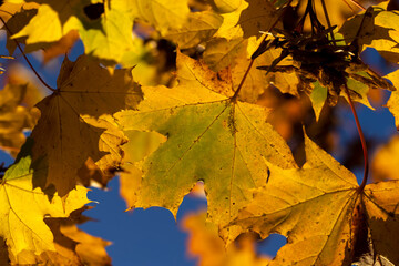 Maple in the autumn season