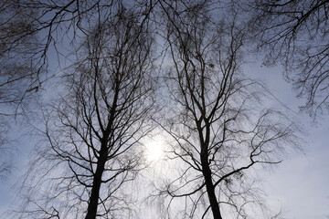 Bare trees in sunny spring weather, bare deciduous trees