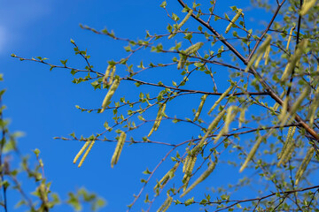 young birch with new green leaves in the spring season