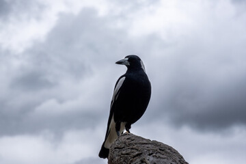 Proud Bird