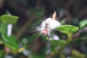 White-Marked Tussock Moth Caterpillar