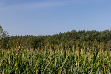 a large number of corn plants in summer