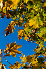 Maple foliage that has changed color in autumn