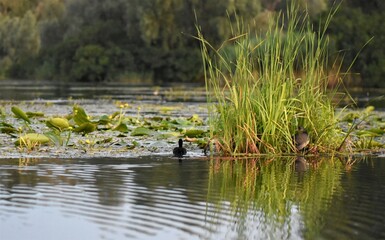 ducks on the lake