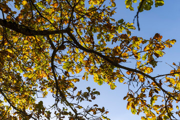 Oak tree in autumn leaf fall in sunny weather