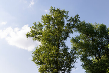 Obraz premium beautiful foliage of trees in a mixed forest with green foliage