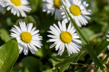 Fototapeta premium beautiful spring daisies in the green grass