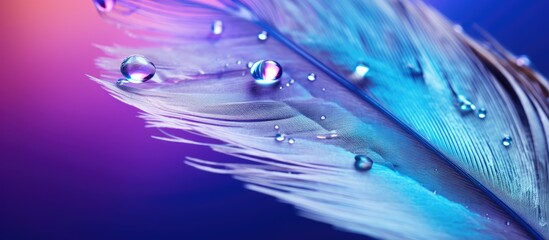 Fototapeta premium Macro image of raindrops on a feather with vibrant colors against a blue and violet background