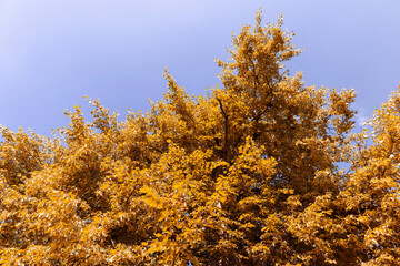 Fototapeta premium beautiful foliage of a linden tree with bright yellow foliage