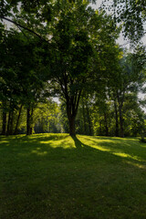 Deciduous trees with green foliage in summer