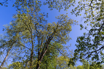 maple trees blooming in spring , close up