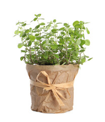 Aromatic green potted oregano isolated on white