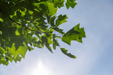 beautiful foliage tree tulip tree with green foliage