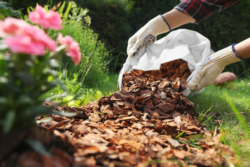 Woman mulching soil with bark chips in garden, closeup