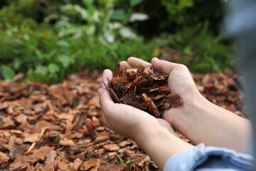 Woman holding bark chips in garden, closeup. Space for text