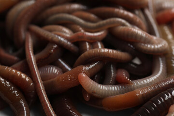 Many earthworms as background, closeup. Terrestrial invertebrates