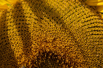 agricultural field with sunflowers in the summer