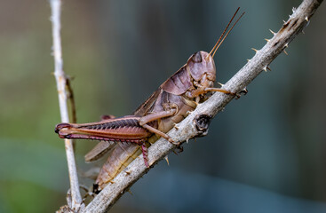 Close up shot grasshopper on a stick.