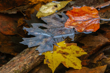 "Fall Colors In Water"