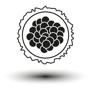 Morula cell icon. Embryo development stage icon. Vector illustration. EPS 10.