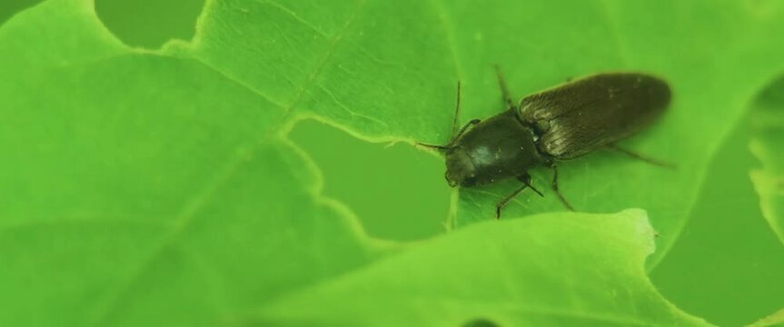 Close up of a Click beetle (Elateridae) on a leaf.