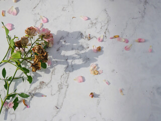 Freash and dried pink roses with falling leaves