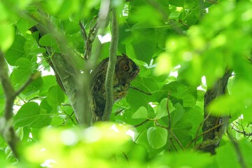 鋭い目つきで周囲を警戒する子育て中のオオコノハズク親鳥