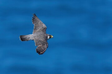 日本海をバックに悠然と飛ぶハヤブサの背中