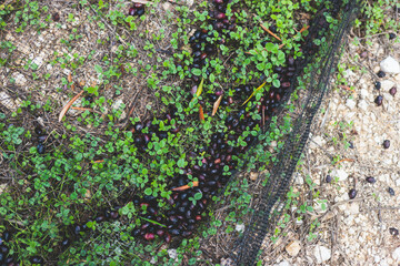 Process of harvesting collecting olives, pile bunch of fresh harvested olives collected on net, close up macro view, dark and green kalamata olive fruits in a sunny day, Ionian sea islands, Greece