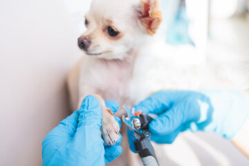 Veterinarian specialist holding tiny white dog, process of cutting dog claw nails of a small breed dog with a nail clipper tool, close up view of dog's paw, trimming pet dog nails manicure at home