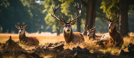 Resting red deer Cervus elaphus in Europe known as stags in natures shade - obrazy, fototapety, plakaty